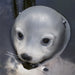 KI-generiertes Bild,Gartenteich Schwimmtier Robbe 17cm Seehund Kopf Garten-Figur Teich-Deko