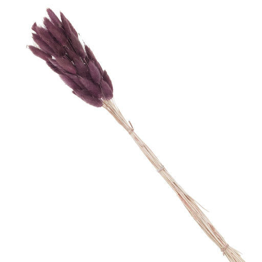 KI-generiertes Bild,Lagurus Trockenstrauß 65cm Alt-Rose 40 Wedel flauschige Trockenblumen Hochzeit